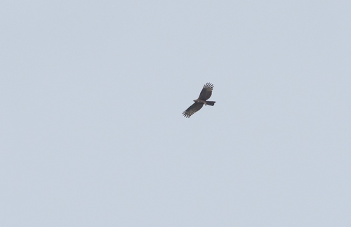 Philippine Honey Buzzard (Pernis steerei), photo 10