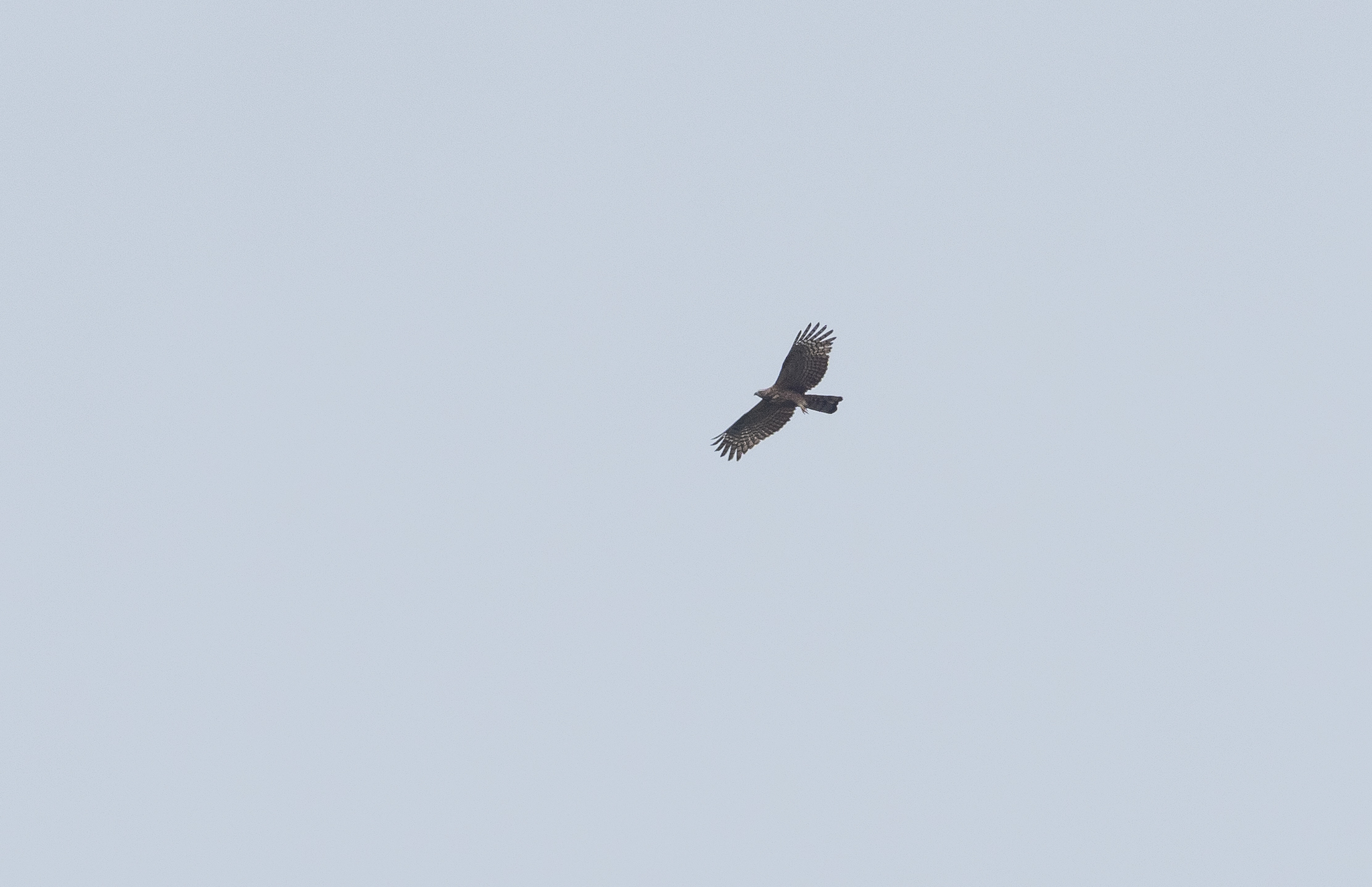 Philippine Honey Buzzard (Pernis steerei), photo 5