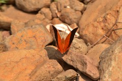 Charaxes psaphon