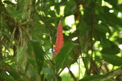 Vriesea ensiformis