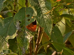 Charaxes psaphon imna