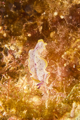 Prostheceraeus moseleyi