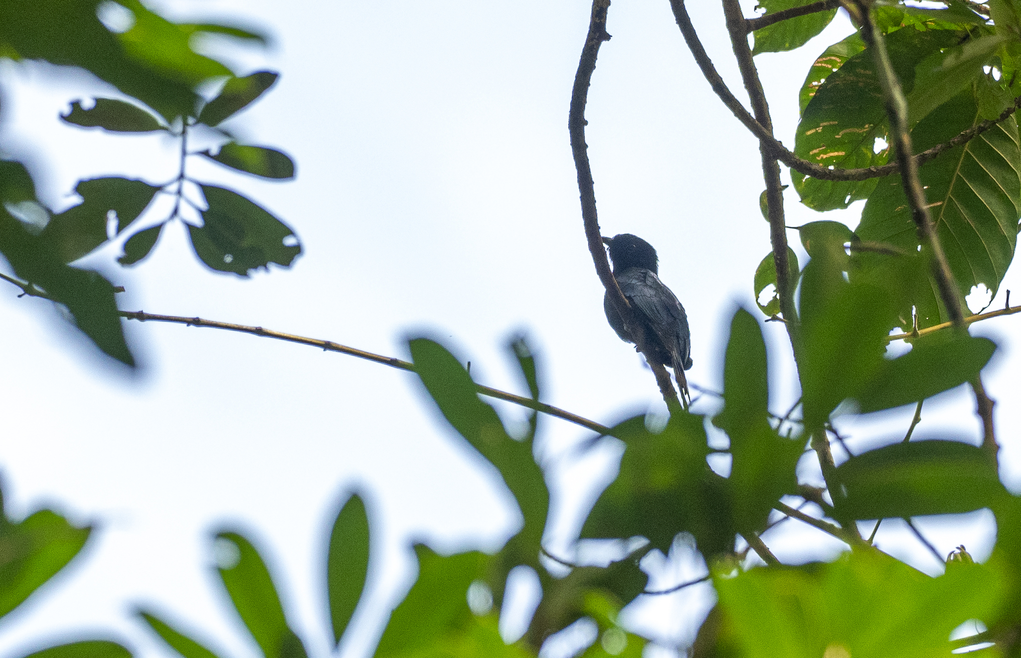 Philippine Drongo-Cuckoo (Surniculus velutinus), photo 1