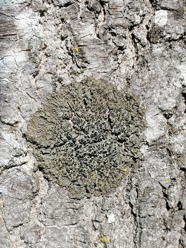 Smooth Shadow-crust Lichen