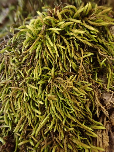 Pterigynandrum filiforme