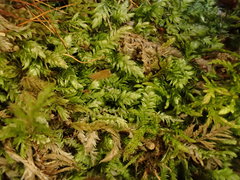 Plagiothecium curvifolium