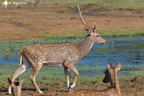 Chital