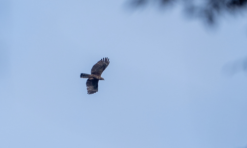 Philippine Hawk-Eagle (Nisaetus philippensis), photo 5