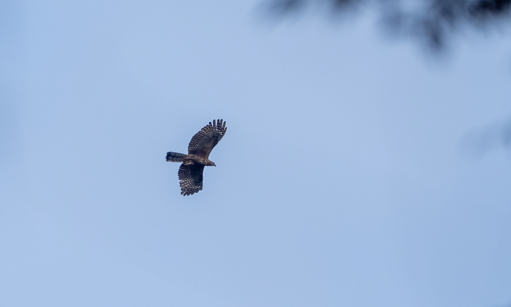 Philippine Hawk-Eagle (Nisaetus philippensis), photo 5