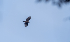 Nisaetus philippensis