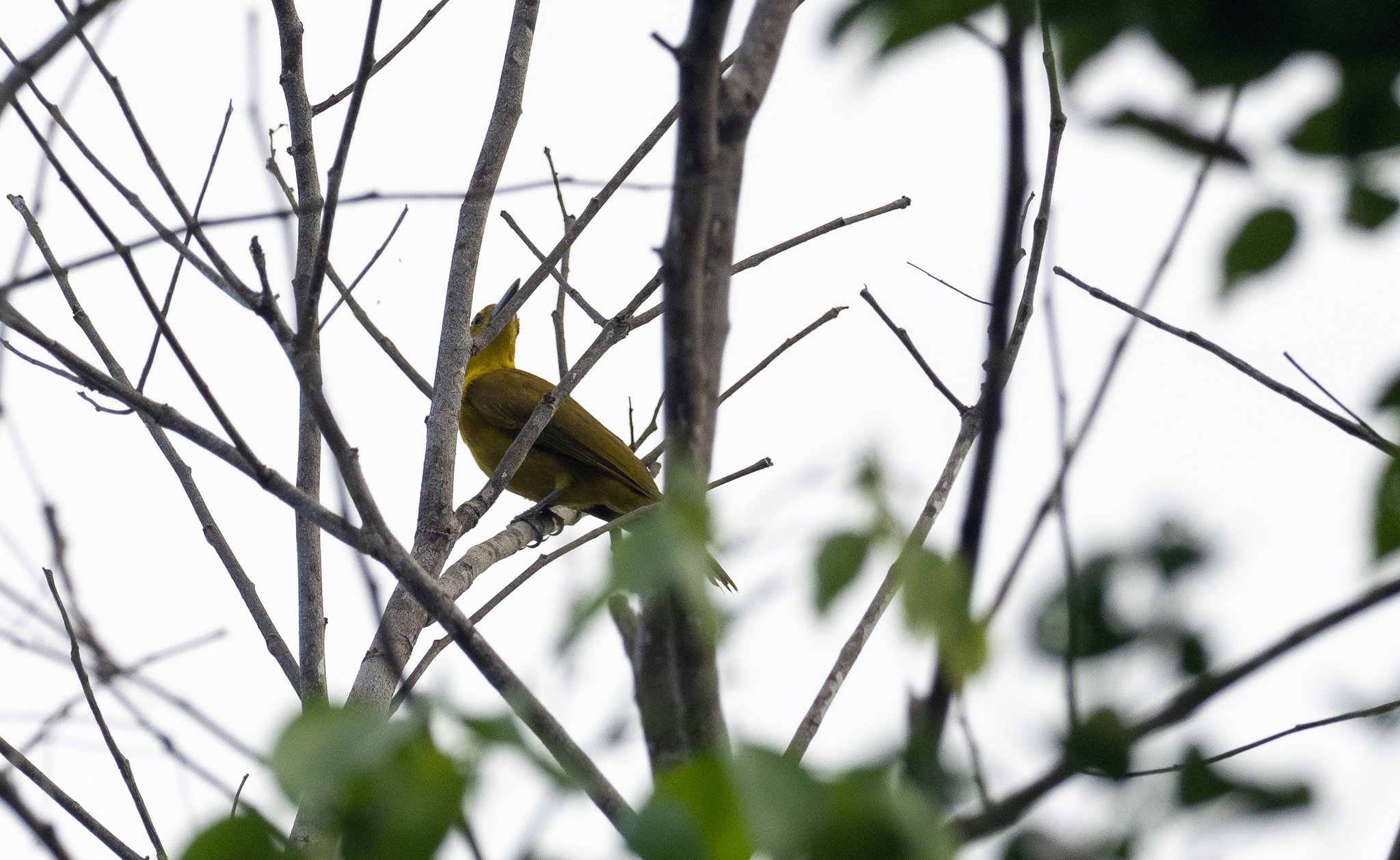 Isabela Oriole illustration