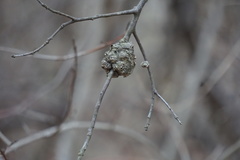 Callirhytis quercuscornigera