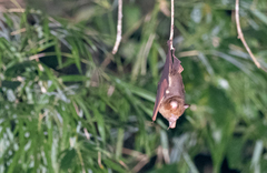Hipposideros diadema