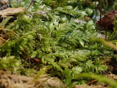 Plagiothecium curvifolium