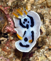 Chromodoris alcalai