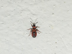 Horvathiolus guttatus