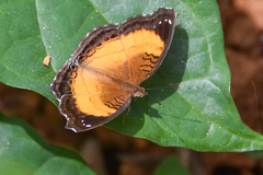 Junonia terea terea