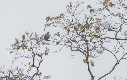 Spotted Imperial Pigeon (Ducula carola), photo 7
