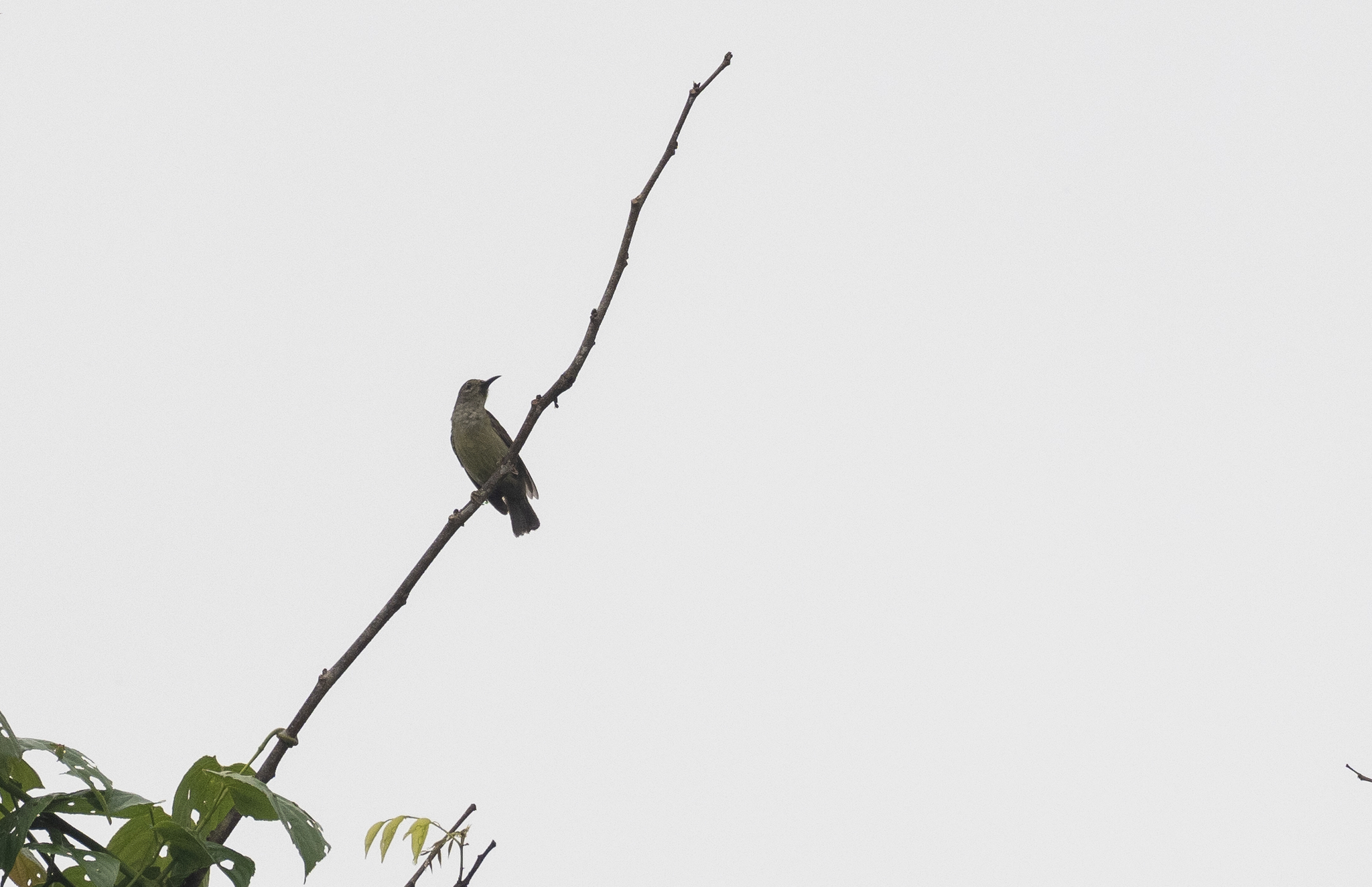 Grey-throated Sunbird (Anthreptes griseigularis), photo 3
