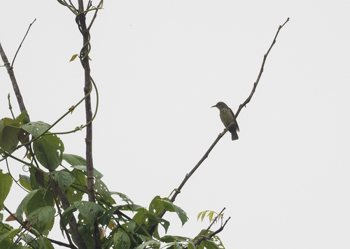 Grey-throated Sunbird (Anthreptes griseigularis), photo 4