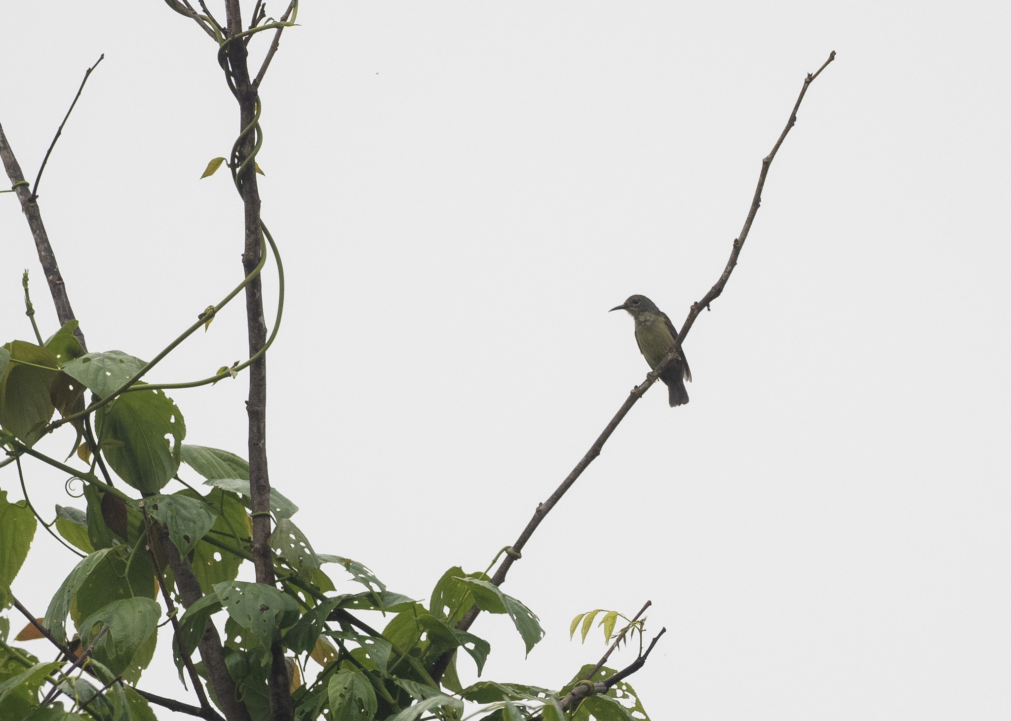 Grey-throated Sunbird (Anthreptes griseigularis), photo 4