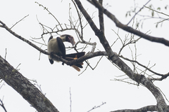 Penelopides manillae