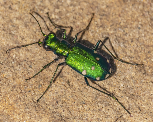 Six-spotted Tiger Beetle, photo 8 of 10