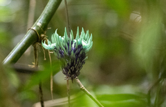 Strongylodon macrobotrys