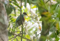 Ptilinopus occipitalis