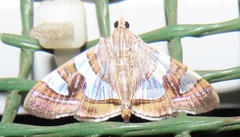 Glyphodes bitriangulalis