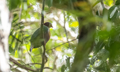 Ptilinopus occipitalis
