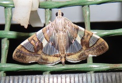 Glyphodes bitriangulalis