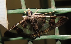 Glyphodes bitriangulalis