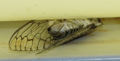 Oxypleura lenihani