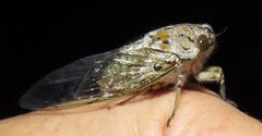 Oxypleura lenihani