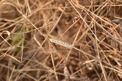 Utetheisa lotrix lotrix