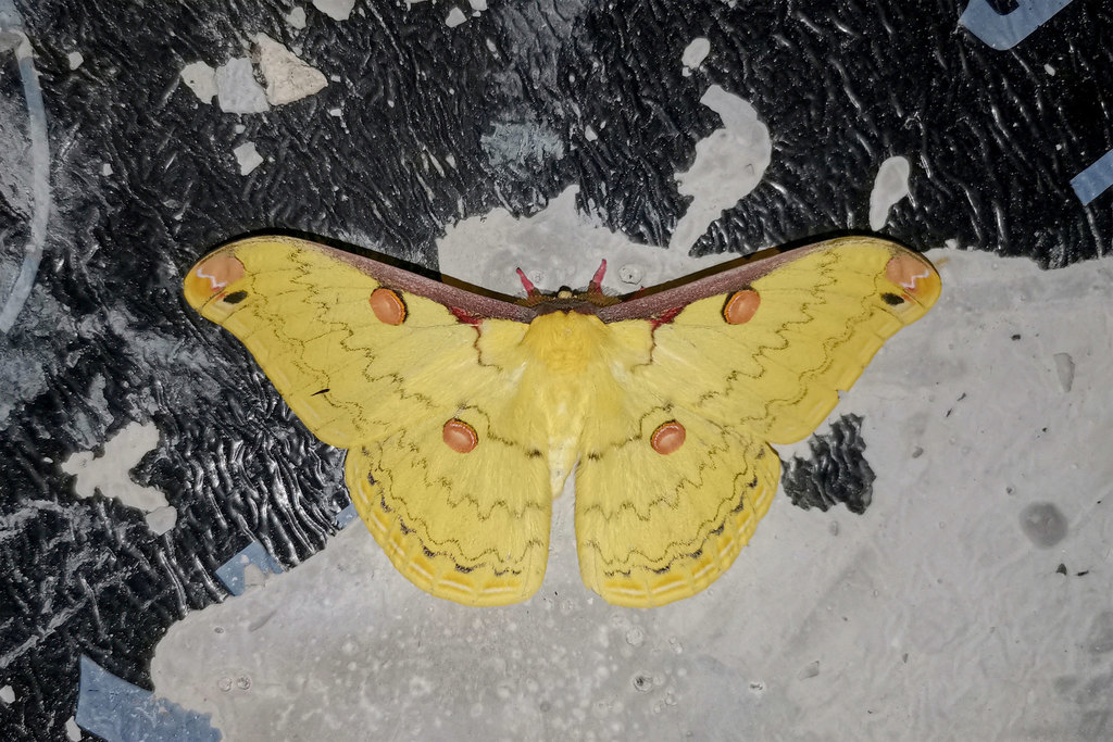 Loepa kachinica