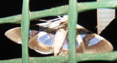 Glyphodes bitriangulalis