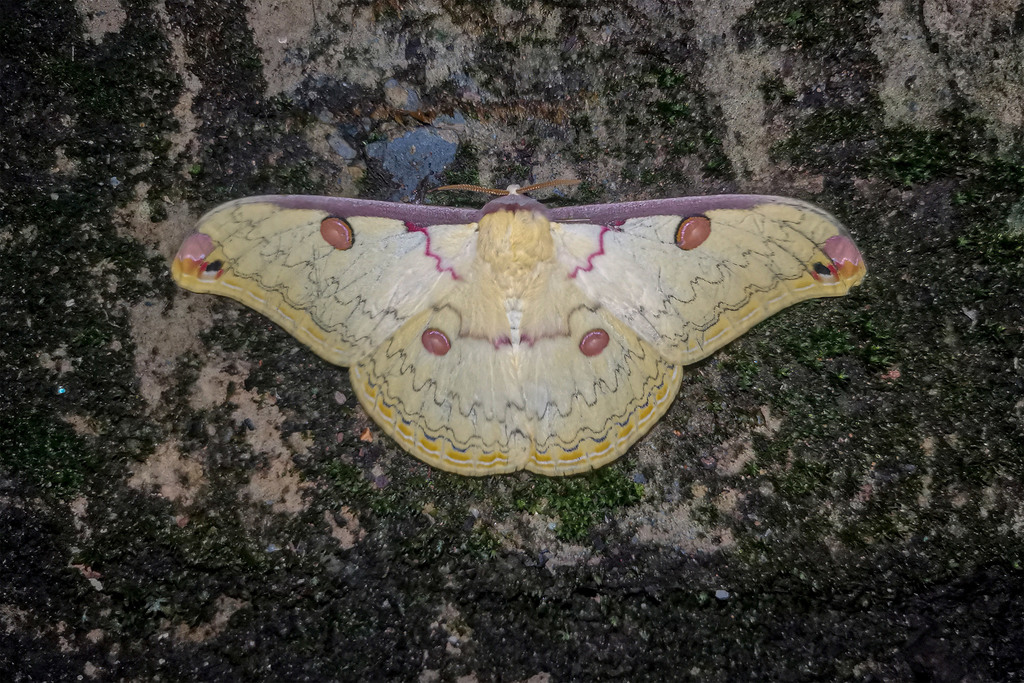 Loepa orientomiranda