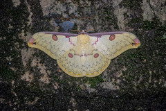 Loepa orientomiranda