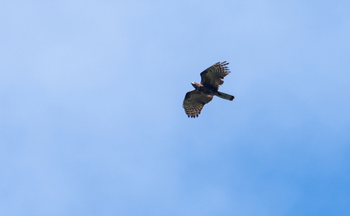 Philippine Honey Buzzard (Pernis steerei), photo 9