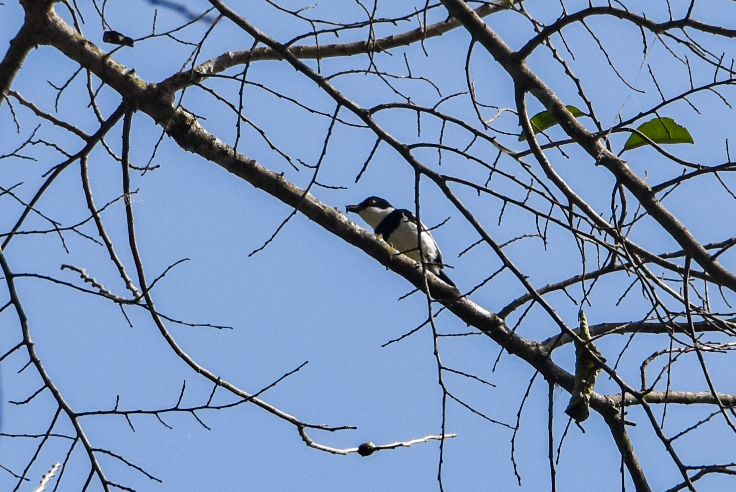 Fernando Po Batis (Batis poensis), photo 3