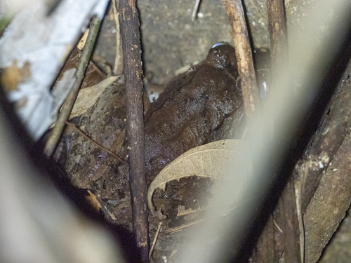 Luzon Swamp Frog, Limnonectes woodworthi