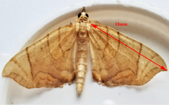 Eulithis gracilineata