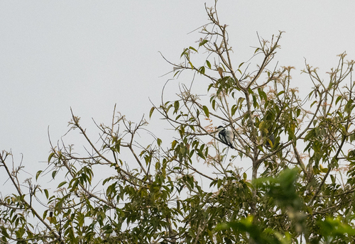 Black-and-white Triller (Lalage melanoleuca)