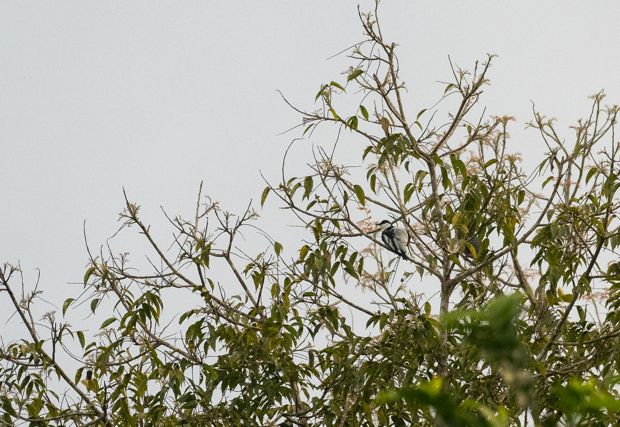 Black-and-white Triller (Lalage melanoleuca), photo 1
