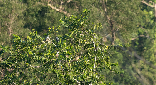 Spotted Imperial Pigeon (Ducula carola), photo 5