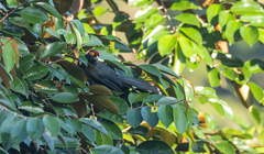 Dasylophus superciliosus