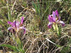 Iris glaucescens
