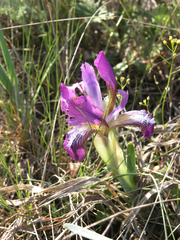 Iris glaucescens